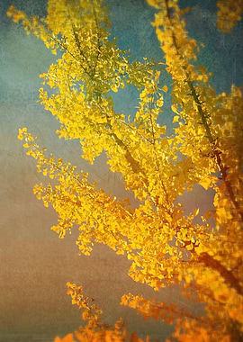 A ginkgo tree with lemon yellow leaves in Autumn.