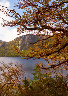 Dove lake near the ballroom forest, Cradle Mountain Nat ...