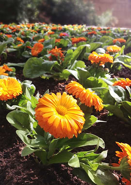 Enjoy the peacefulness of a garden in the commodity of ...