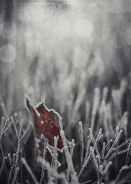 hoarfrost on a maple leaf and twigs