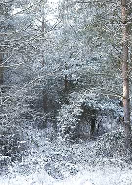 Winter Forest