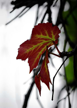 Title: LEAVES 1. Photograp