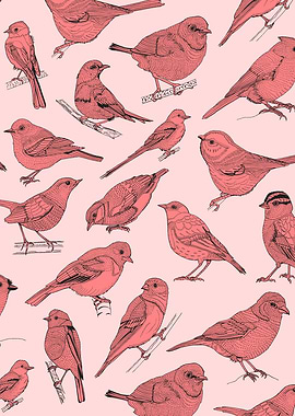 Birds illustration
