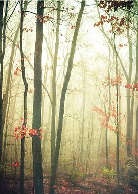 The Woods are Lovely Dark and Deep