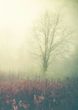 Morning Fog 3