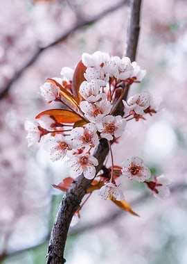 Pink Japanese Cherry Tree