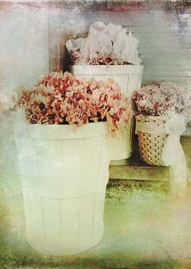 Vintage Street Flowers Color photograph taken in Barce ...