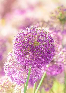 Allium Flowers