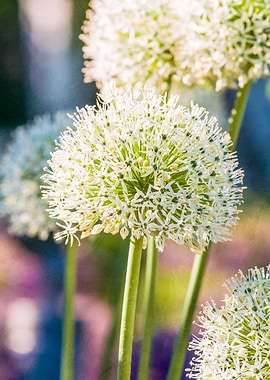 White Allium Flower