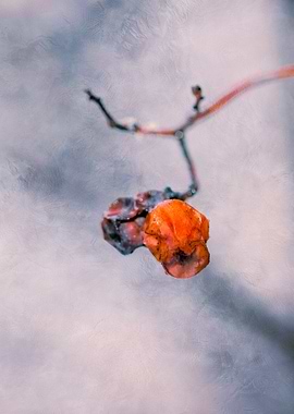 Rowan - Mystic Garden