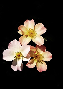 Soft pink and yellow flowe