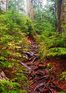 Rooted Stairs for our enjoyment