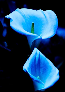 Beautiful Calla Lilies Pair Bathed in Blue Light - A pa ...