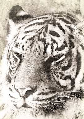 Mixed media art and photography of a Sumatran Tiger by ...