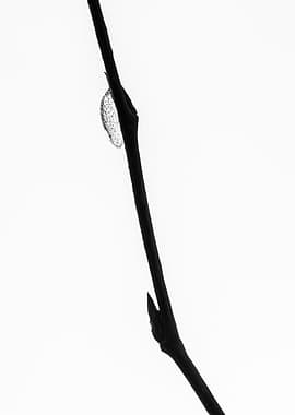 An Icedrop On A Twig