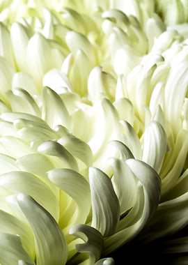 White Peony Flower. Center