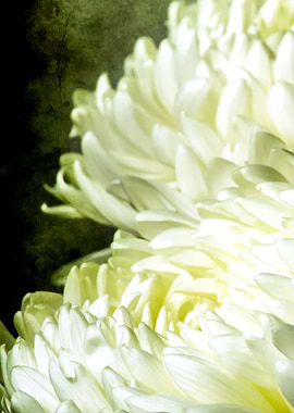 White Peony Flower. Left