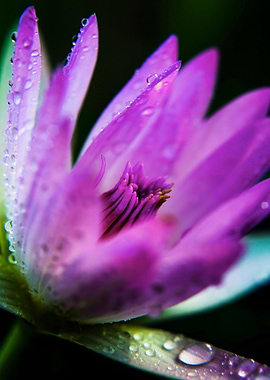 Water Lily with Waterdrops