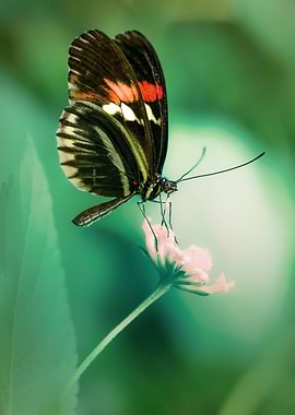 Red and black butterfly on white flower