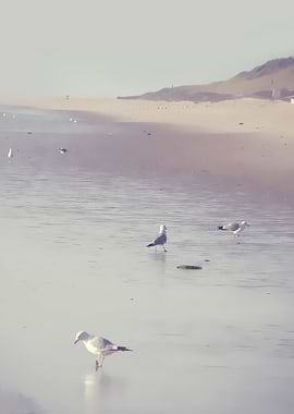 'SEAGULLS I'. PHOTOGRAPHY, BEACH; NORTHSEA; SYLT; SEAGU ...