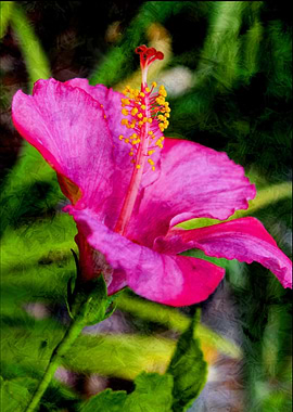 Hibiscus are large shrubs or small trees that produce h ...