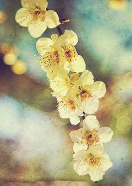 Lovely White Plum Blossoms Vintage Washi Paper - Beauti ...