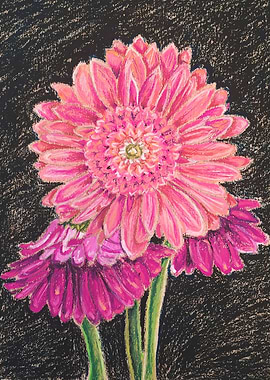 Gerbera daisies