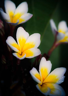 Plumeria in yellow/white with some rain drops