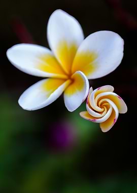 Plumeria Twist