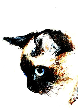 Siamese Cat