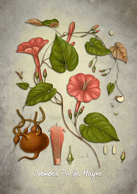 Ipomoea Purga Hayne