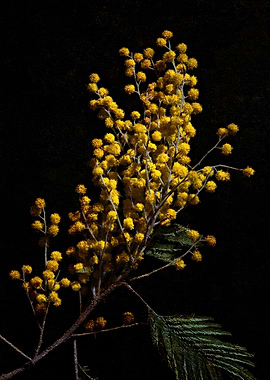 Silver Wattle Flowers