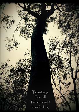 Embodiment of Strength