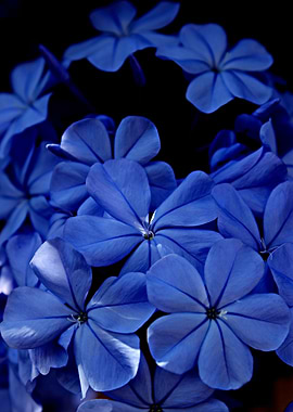 In October in Spain there is an awesome blue glow radia ...