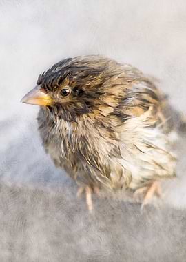 Make Weather Great Again