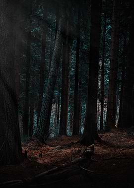 The Enchanted Forest