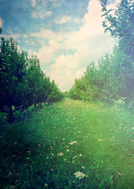 Apple Orchard in Spring