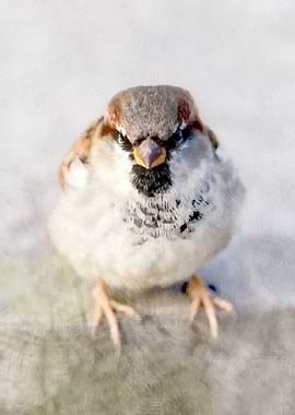 Sparrow Eagle Do-Little