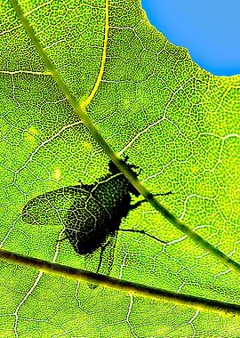 Window Of Opportunity