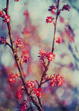 Blooming tree on a spring day - textured photograph