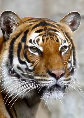 Graphic and photo mix - portrait of a tiger