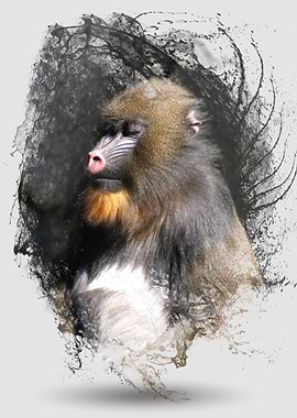 Zen Meditation Mandrill is an original photograph of a ...
