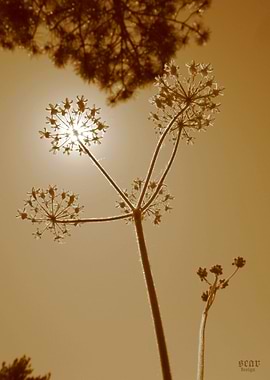 Playing with the Sun