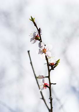 Japanese Apricot In Spring
