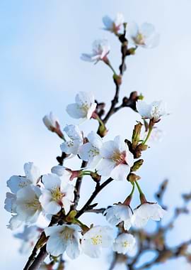 White Wet Sakura Flowers