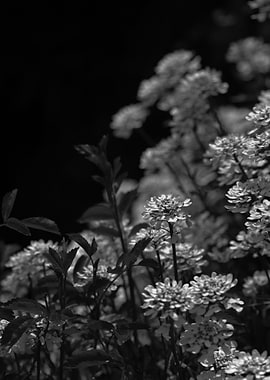 Black and white photo of Edelweiss blossoms photographe ...