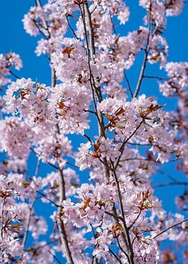 Sakura Tree In Full Bloom