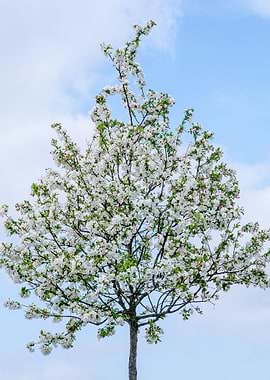 The Essence Of Spring