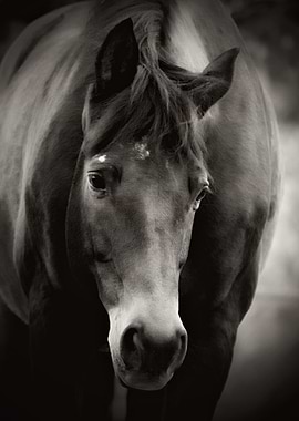 Black and white image of the wonderful 'Trakehner' hors ...