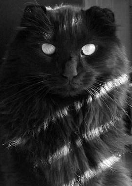 A picture of my cat.